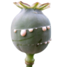 narcoanonim