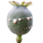 narcoanonim