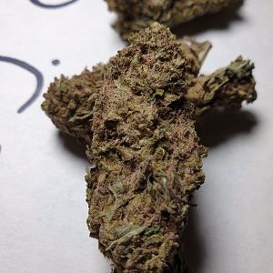 Sensi Star ot Paradise Seeds\ Hukster