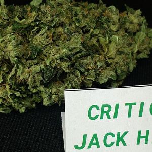 Critical Jack Herer